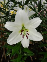 [4192 Tisento VZ No02.JPG]